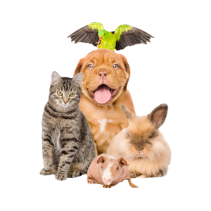 Pet Supplies